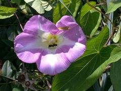 Calystegia sepium roseata