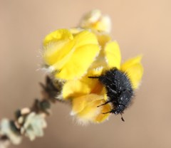 Aspalathus tridentata