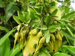 Securidaca longepedunculata