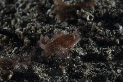 Pteroidichthys amboinensis