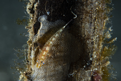 Bryaninops