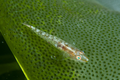 Bryaninops