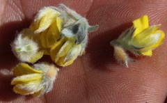 Aspalathus tridentata