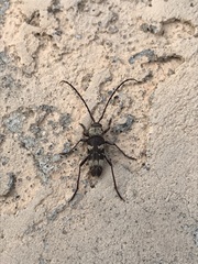 Megacyllene antennata