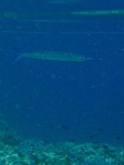 Hyporhamphus