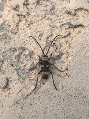 Megacyllene antennata