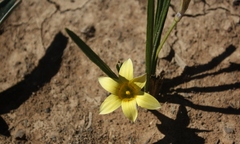 Romulea hirta