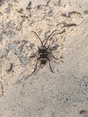 Megacyllene antennata