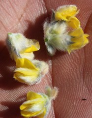 Aspalathus tridentata