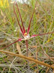 Caladenia footeana