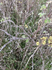 Rhus aromatica