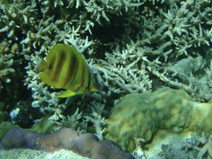 Chaetodon rainfordi