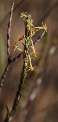 Struthiola ciliata angustifolia