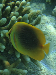 Chaetodon aureofasciatus