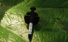 Erythrodiplax unimaculata