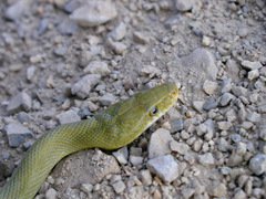 Senticolis triaspis intermedia