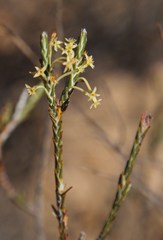 Struthiola ciliata angustifolia