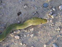 Senticolis triaspis intermedia