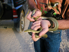 Senticolis triaspis intermedia