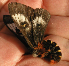 Hemileuca juno