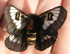 Hemileuca juno