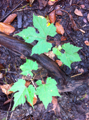 Vitis palmata