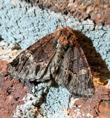 Phosphila turbulenta