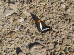 Adelpha iphiclus iphiclus