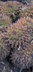 Mammillaria karwinskiana karwinskiana