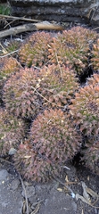 Mammillaria karwinskiana karwinskiana