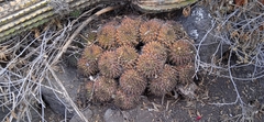 Mammillaria karwinskiana karwinskiana