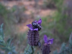 Oxythyrea noemi