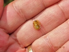 Aspidimorpha quadriremis