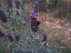 Oxythyrea noemi