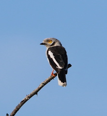 Prionops plumatus poliocephalus