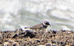 Charadrius hiaticula tundrae