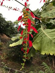 Warszewiczia coccinea