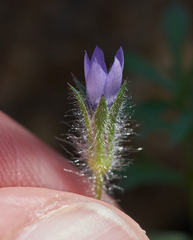 Gilia clivorum