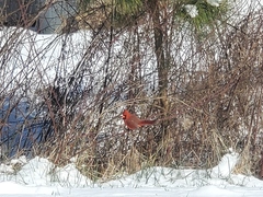 Cardinalis cardinalis