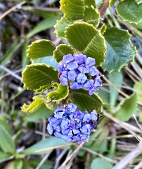 Ceanothus gloriosus gloriosus