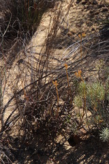 Crassula cymosa
