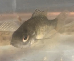 Lepomis cyanellus