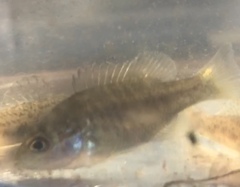 Lepomis cyanellus