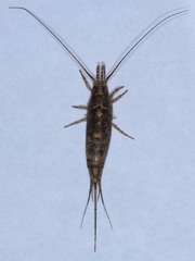 Machilinae