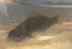 Lepomis cyanellus