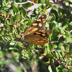 Heteronympha solandri