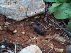 Trichomeloe sericellus