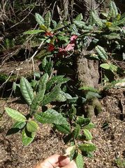 Elaeocarpus holopetalus