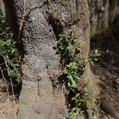 Elaeocarpus holopetalus