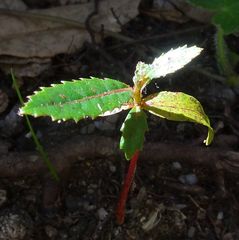 Elaeocarpus holopetalus